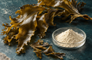 Original editorial illustration comparing a brown seaweed frond with a dish of extract powder