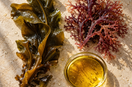 Original editorial illustration of brown seaweed, red sea moss and golden algal oil as distinct marine ingredient categories