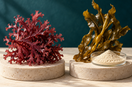 Original editorial comparison of red sea moss and brown seaweed with an extract-powder representation