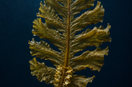 Editorial botanical study of Undaria pinnatifida wakame for Nyum's fucoidan prebiotic research guide