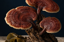 Editorial illustration of red reishi mushrooms beside brown seaweed on pale stone