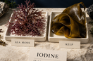 Editorial illustration comparing sea moss and kelp with a reminder to check iodine per serving